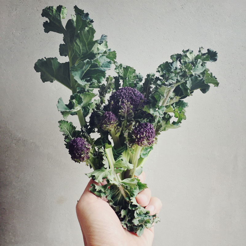 The Organic Kitchen Garden at ANRÁN