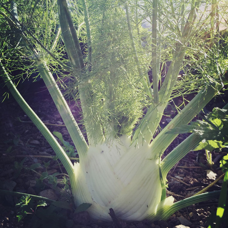 The Organic Kitchen Garden at ANRÁN