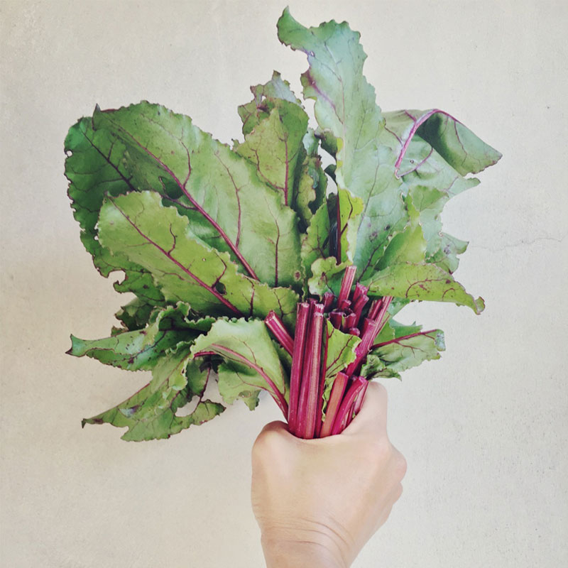 The Organic Kitchen Garden at ANRÁN