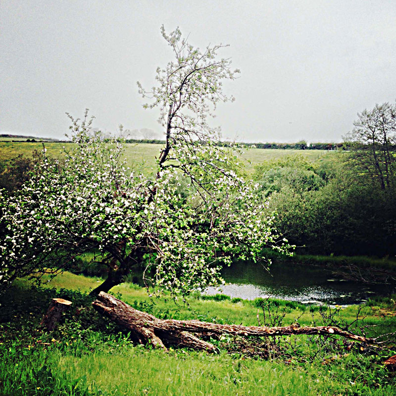 The Lily Pond at ANRÁN