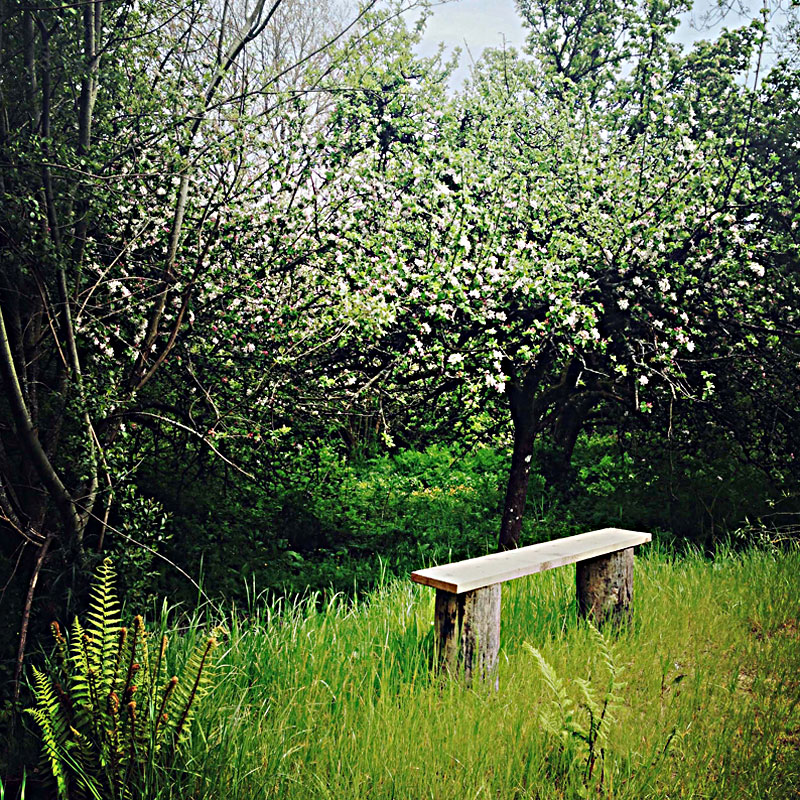The Lily Pond at ANRÁN