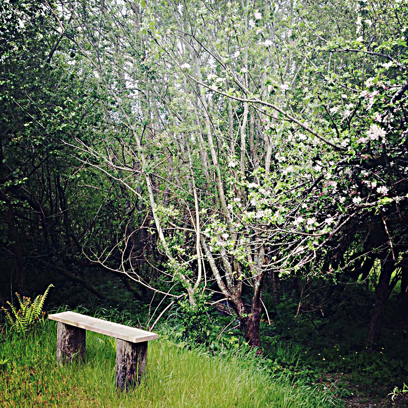 The Lily Pond at ANRÁN
