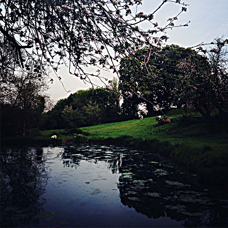 The Lily Pond at ANRÁN