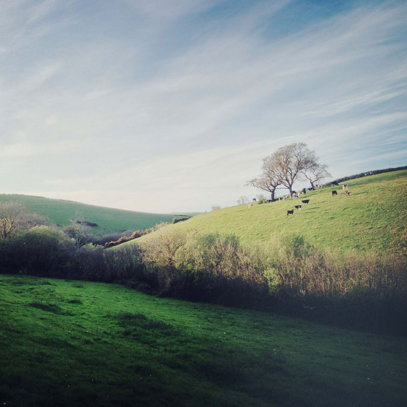 Old Oak Meadow at ANRÁN