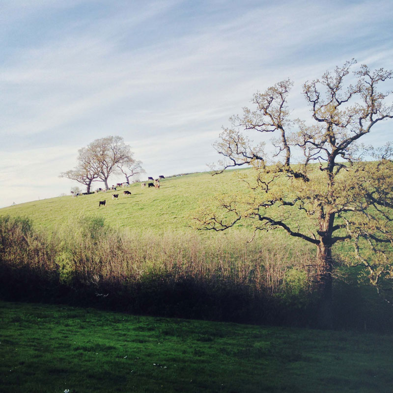 Old Oak Meadow at ANRÁN